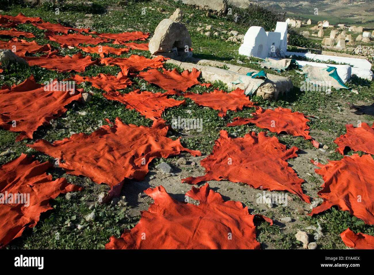 Tierhäute Trocknung unter Grabsteine, Fes, Marokko Stockfoto