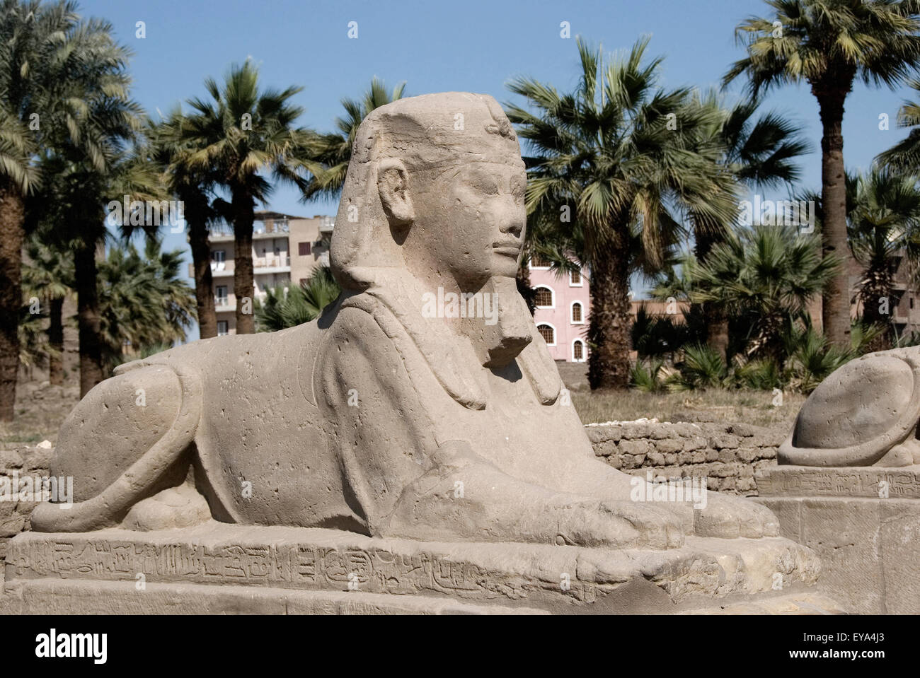 Luxor, Ägypten. Tempel von Luxor (Ipet Resyt): ein Sphynx von der so genannten "Sphingen-Allee" Nektanebos ich Stockfoto