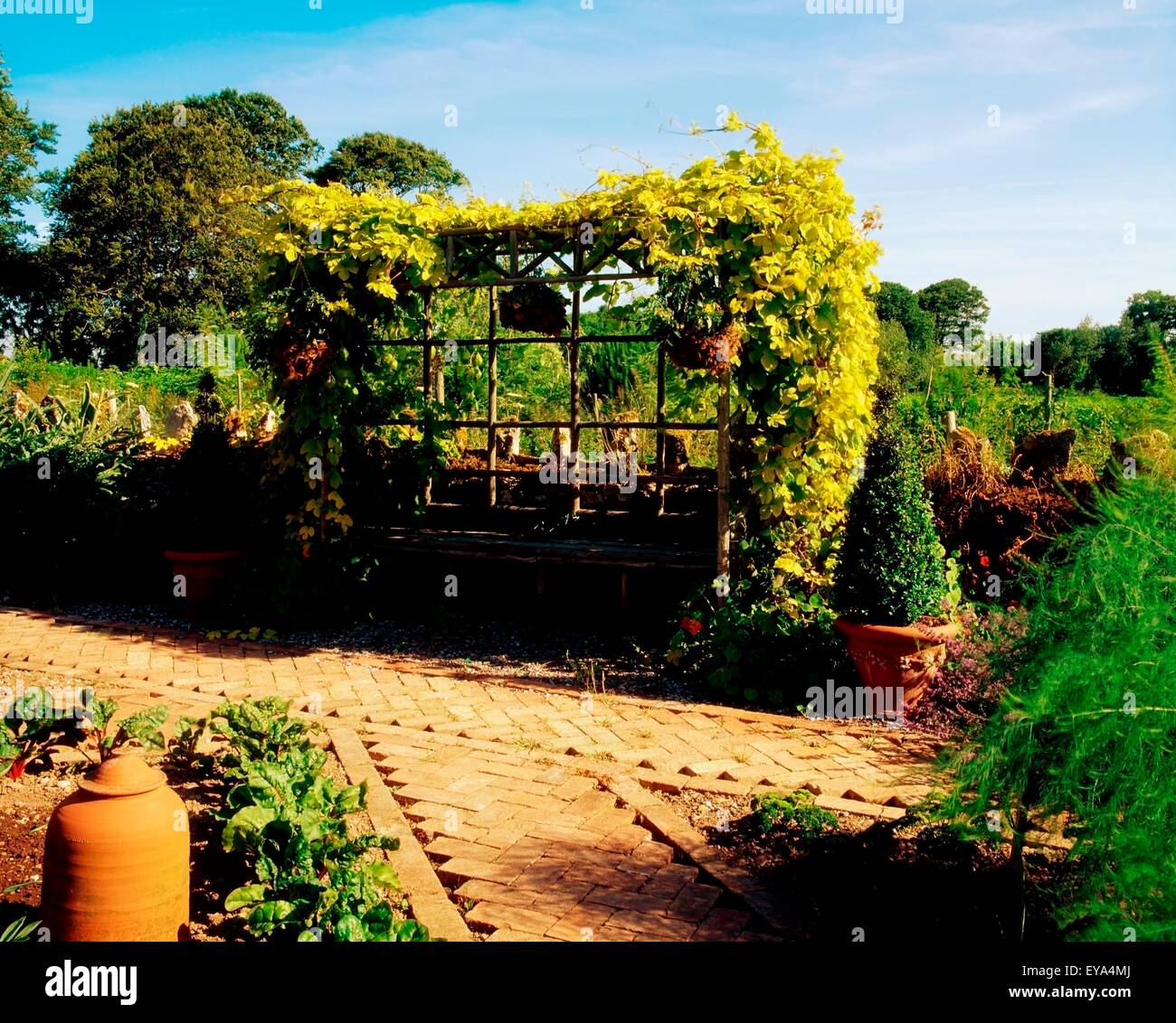Kinoith Haus Gärten, Co Cork, Irland; Potager Garten mit Laube und Golden Hop Stockfoto