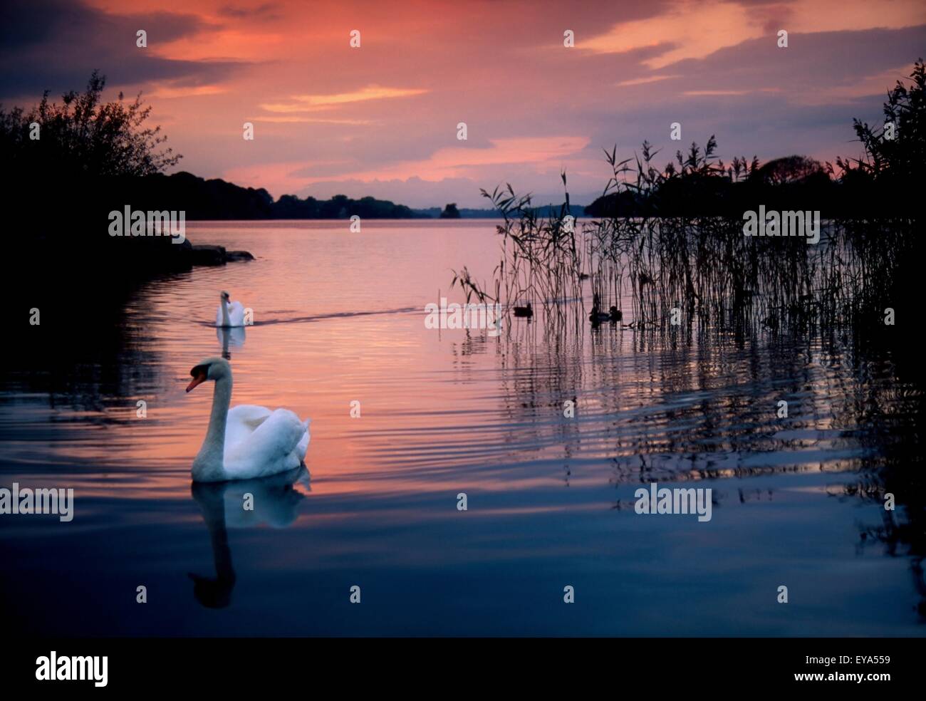 Lough Leane, Killarney National Park, County Kerry, Irland; Swan bei Sonnenuntergang Stockfoto