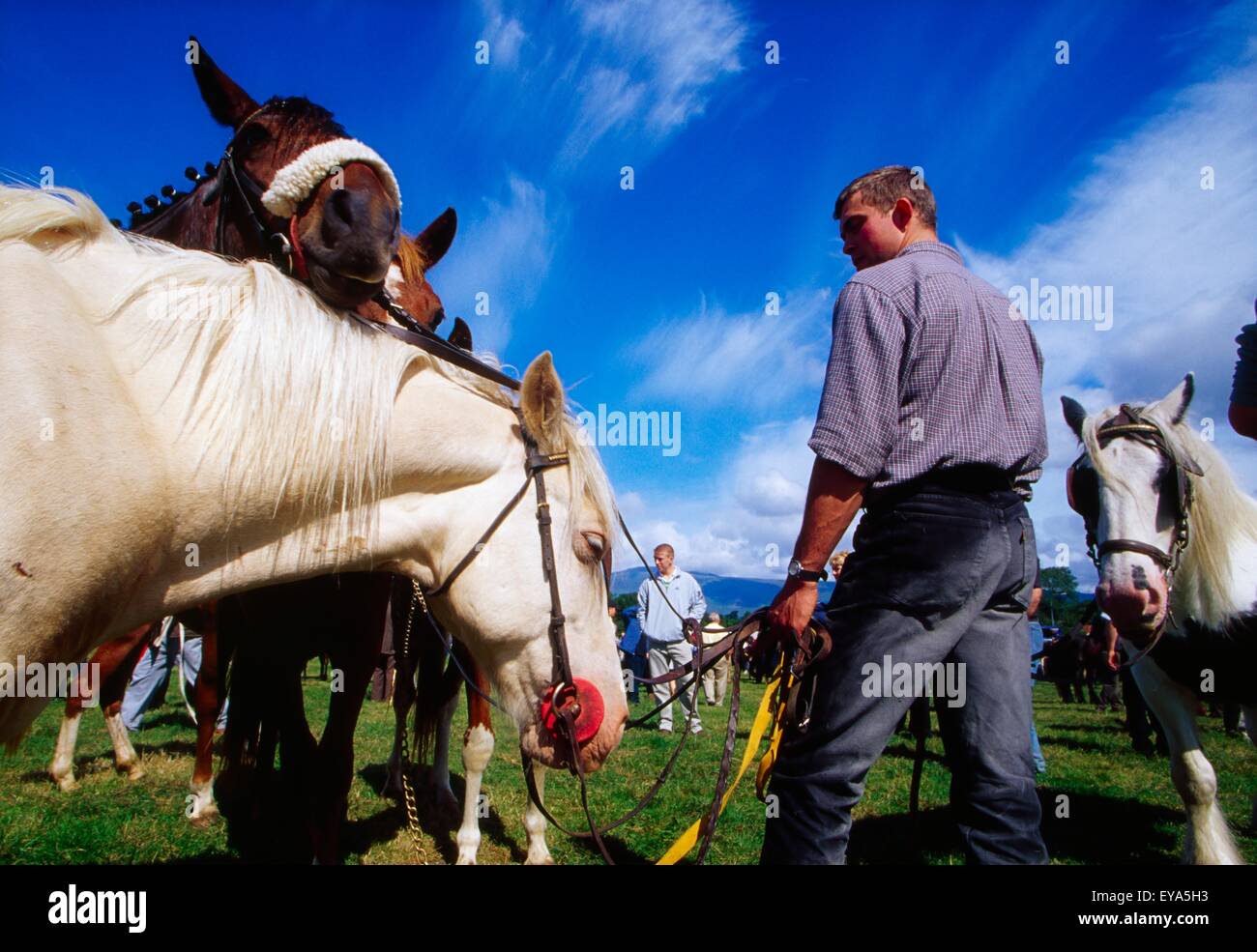 Killorglin, County Kerry, Irland; Pferde auf der Puck-Messe Stockfoto