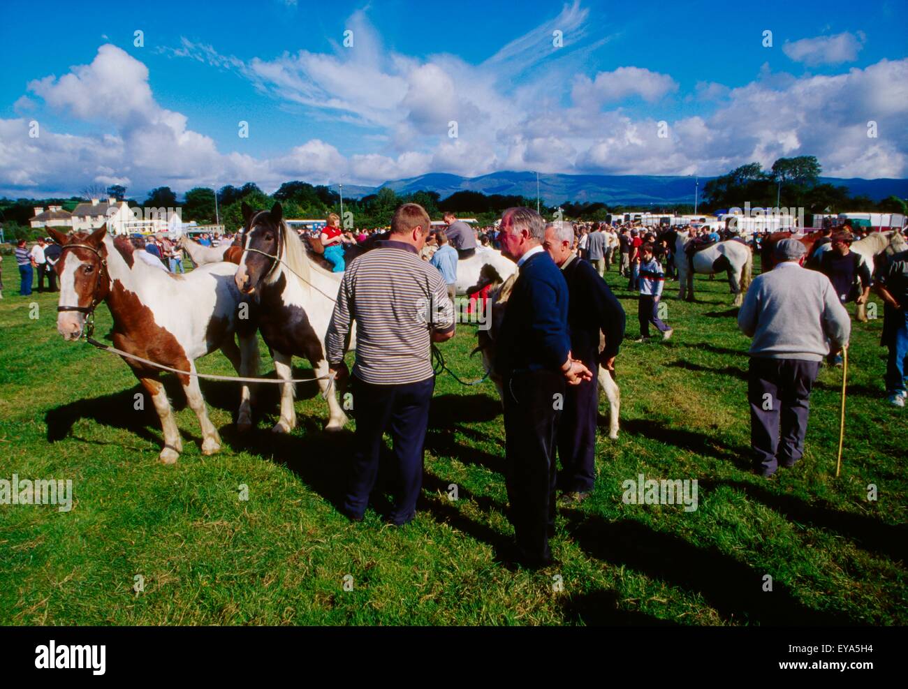 Killorglin, County Kerry, Irland; Pferde auf der Puck-Messe Stockfoto