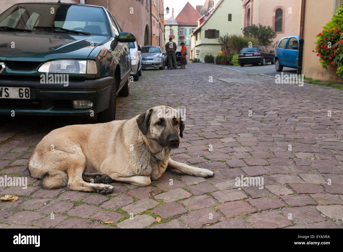 Tuerkheim, Frankreich, ist ein Hund an einer Nebenstrasse Stockfoto