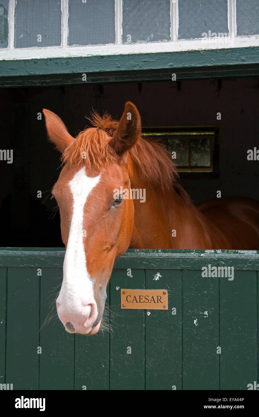 Mount Juliet Estate, Grafschaft Kilkenny, Irland; Pferd im Stall Stockfoto