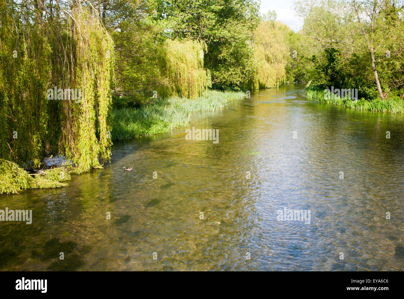 Weiden wachsen neben klaren Wasser des Flusses Kennet Kreide Stream bei Axford, Wiltshire, England, UK Stockfoto
