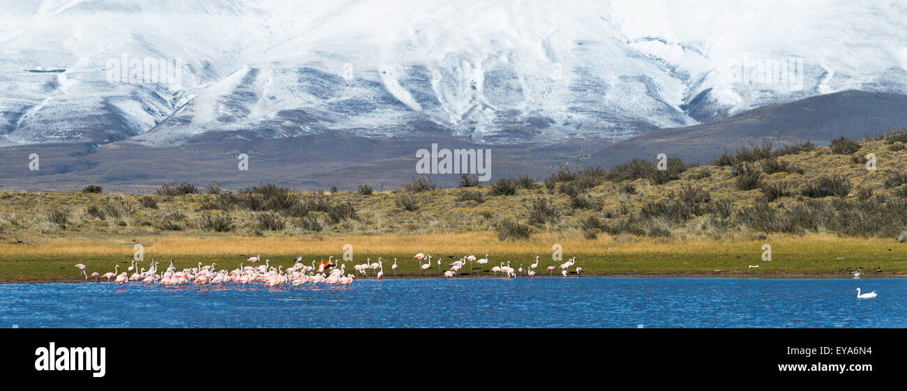 Chilenische Flamingos (Phoenicopterus Chilensis), im Nationalpark Torres del Paine, Patagonien, Chile Stockfoto