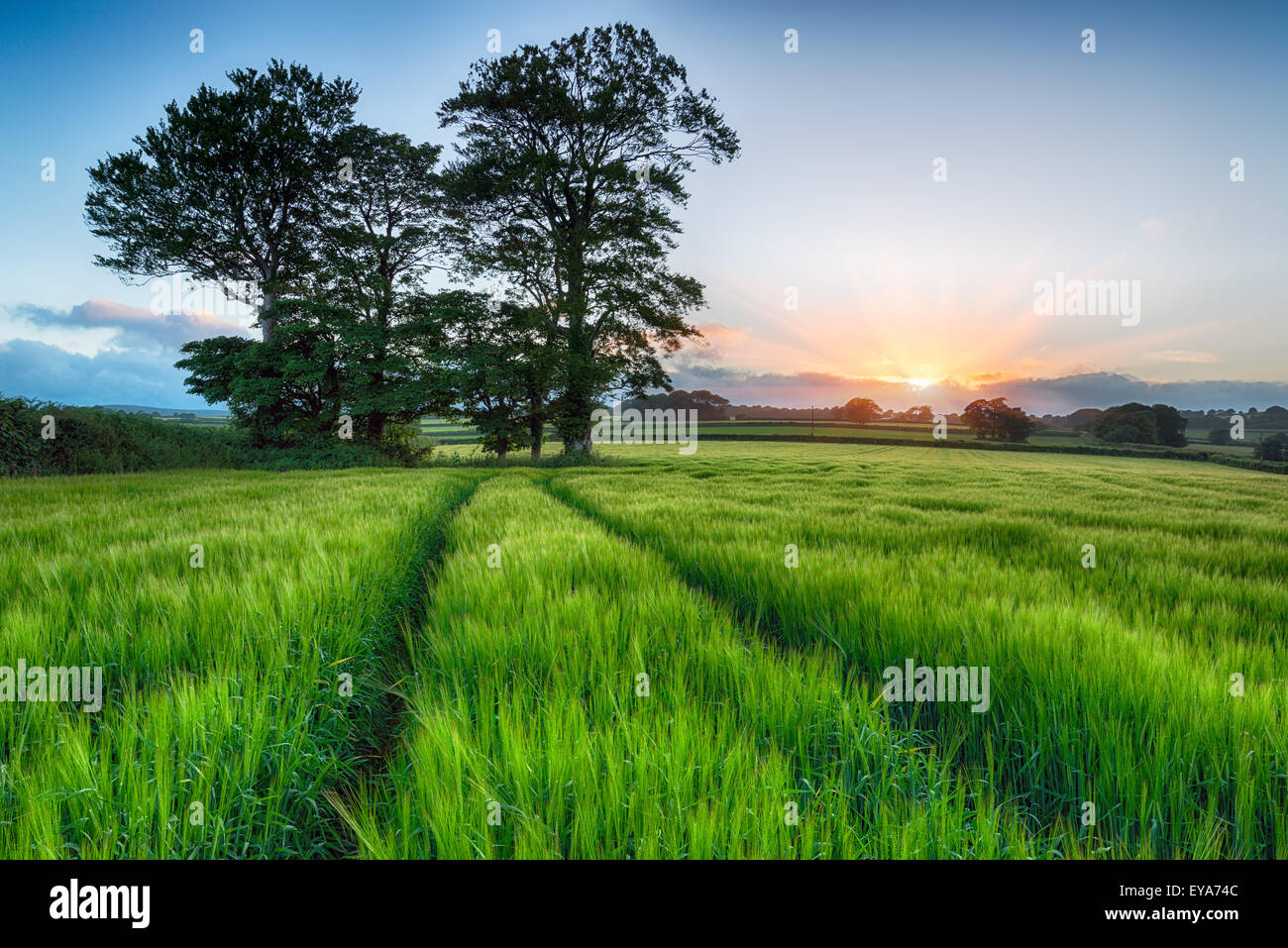 Sonnenaufgang über einem Feld grüne Gerste Mais Stockfoto