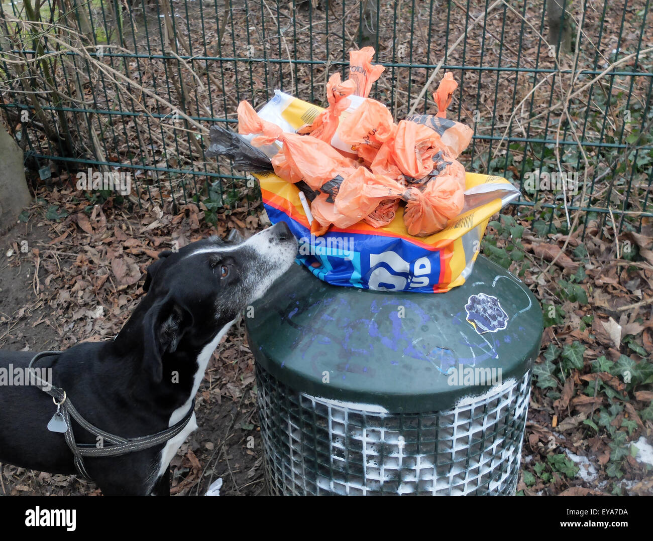 Köln, Deutschland, kann ein Hund schnüffeln an einem vollen Papierkorb Stockfoto