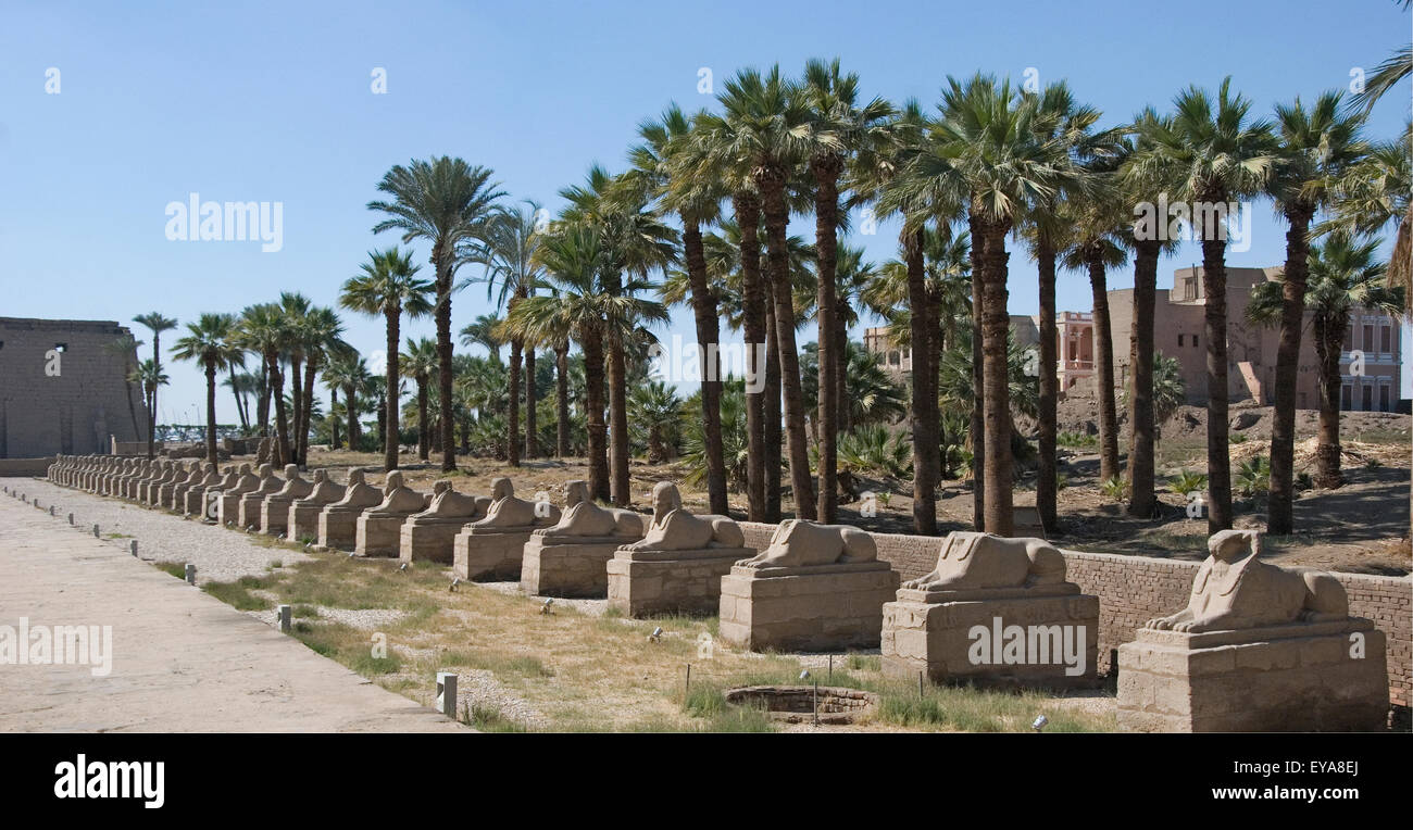 Luxor, Ägypten. Tempel von Luxor (Ipet Resyt): die Allee der Sphinxe von König Nektanebos ich Stockfoto