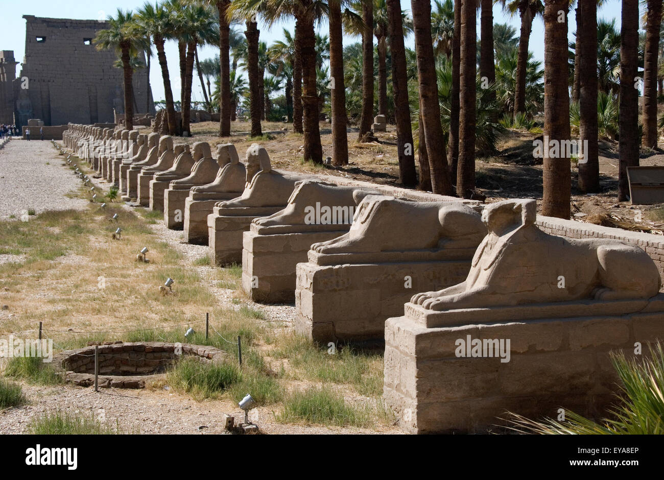 Luxor, Ägypten. Tempel von Luxor (Ipet Resyt): die Allee der Sphinxe von König Nektanebos ich Stockfoto