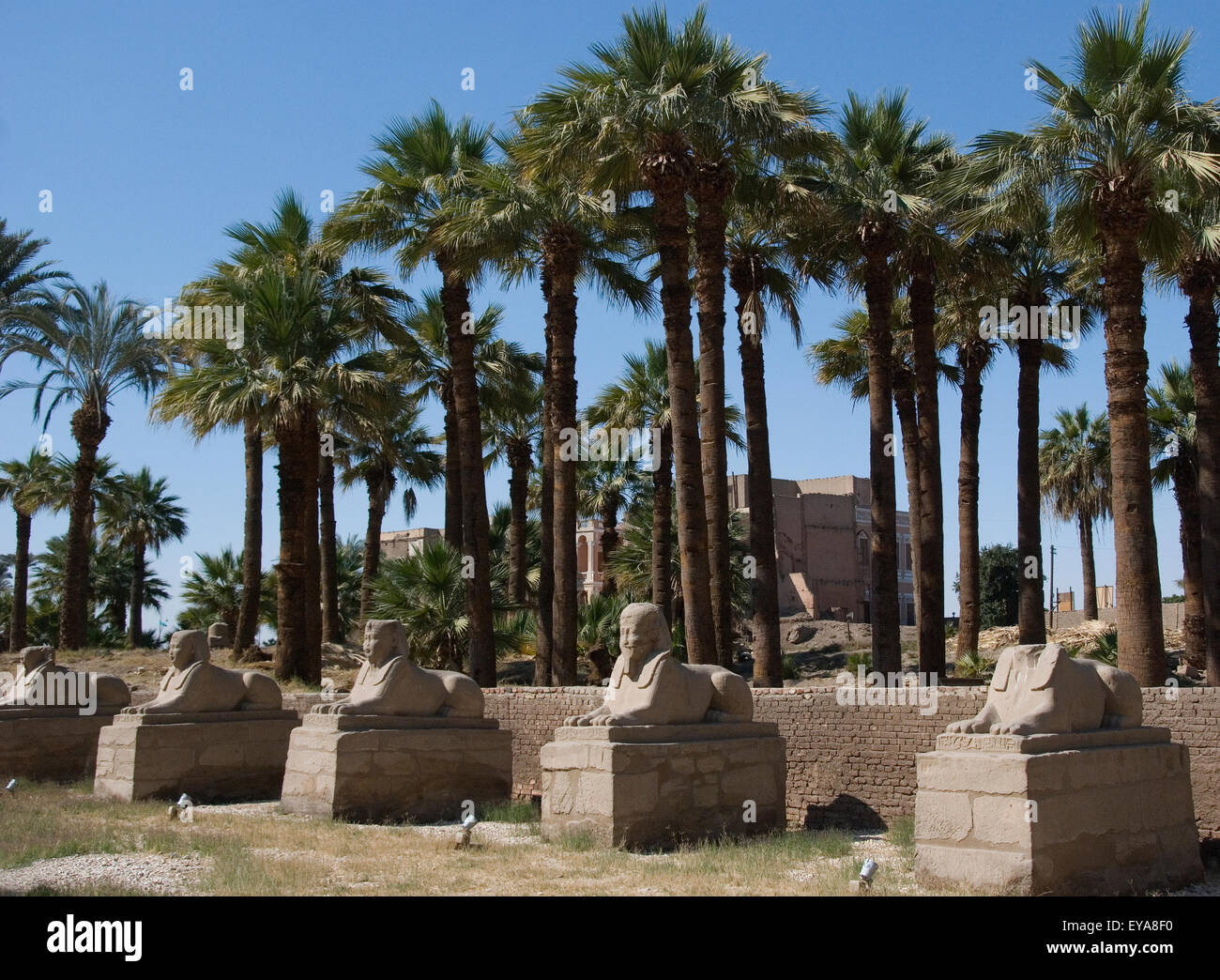 Luxor, Ägypten. Tempel von Luxor (Ipet Resyt): die Allee der Sphinxe von König Nektanebos ich Stockfoto