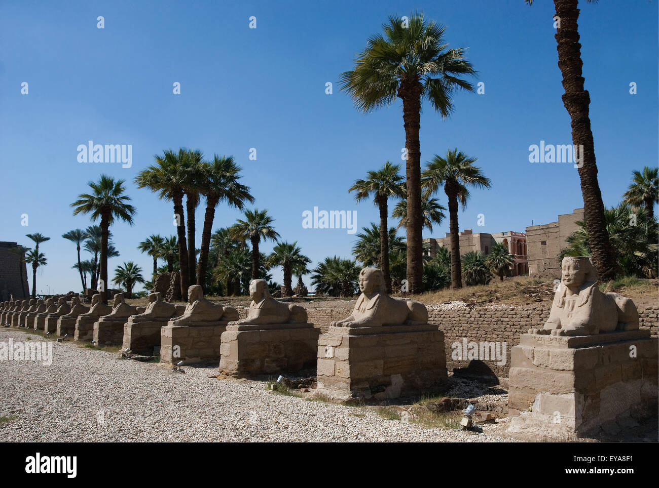Luxor, Ägypten. Tempel von Luxor (Ipet Resyt): die Allee der Sphinxe Stockfoto
