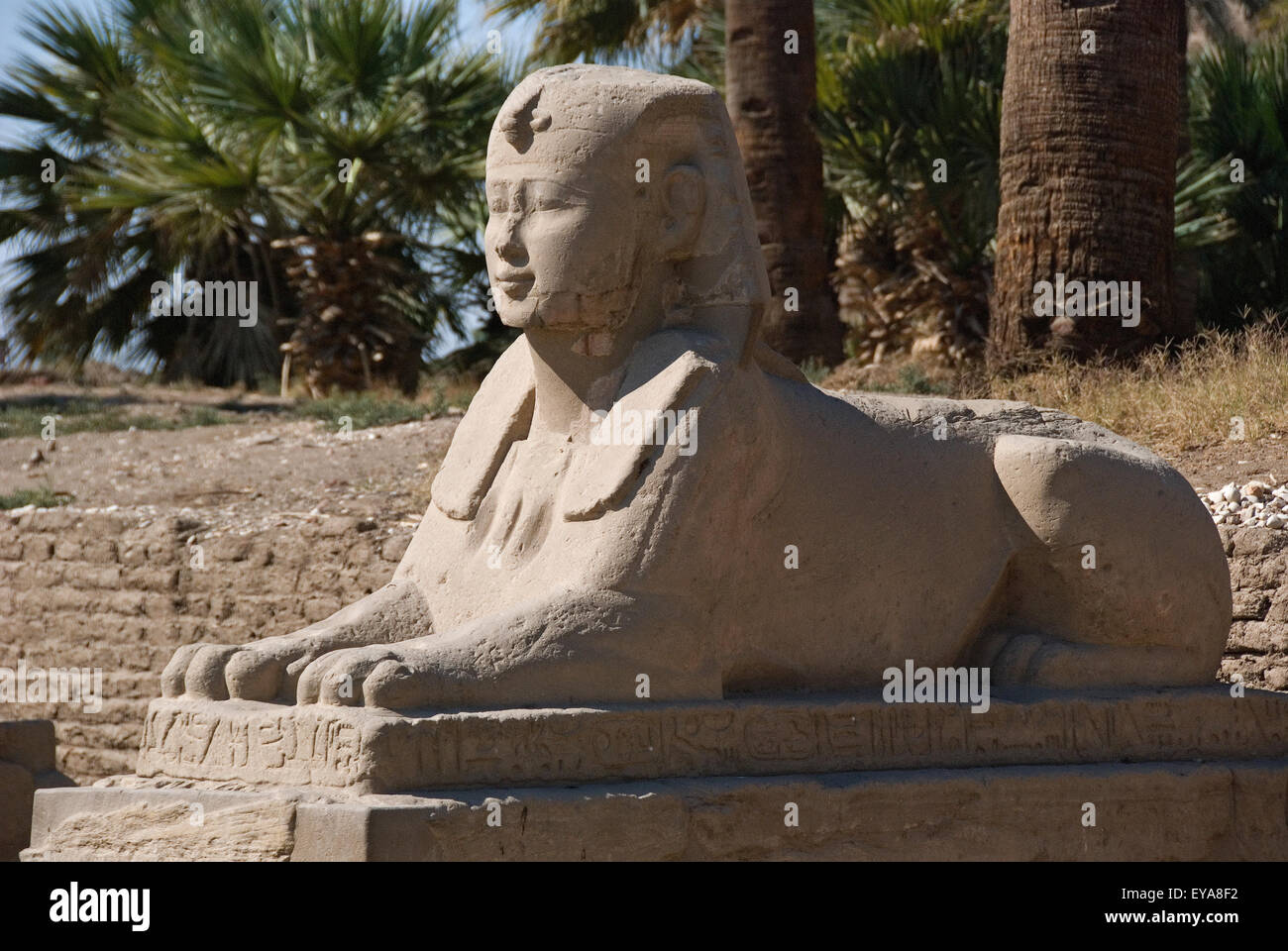 Luxor, Ägypten. Tempel von Luxor (Ipet Resyt): ein Sphynx von der so genannten "Sphinx-Allee" Nektanebos ich Stockfoto