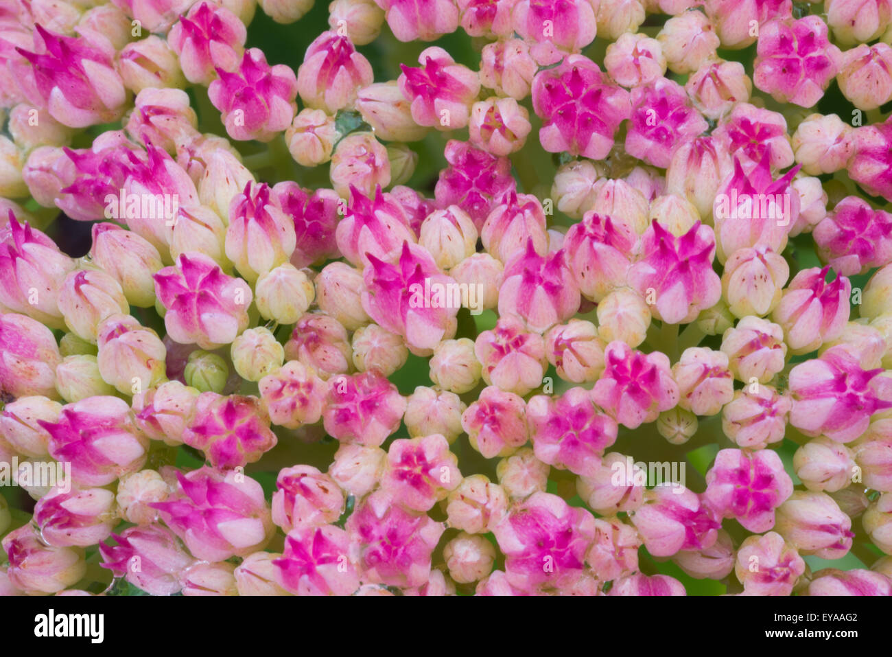 Rosa, Blume, Hintergrund, Blüte, Natur, schöne, floral, bunt, Blütenblatt, Farbe, Schönheit, Blüte, Frühling, Liebe, Botanik, fl Stockfoto