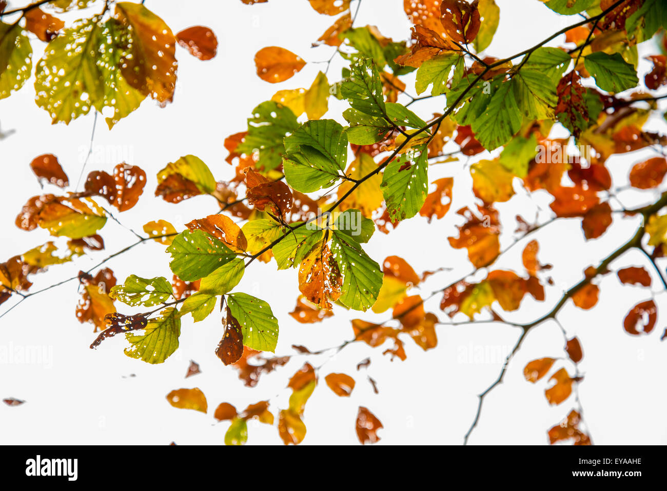 Bäume, Herbst, Blätter Saison, Natur, Hintergrund, Herbst, Blatt, Farbe, Baum, Wald, Herbst, gelb, saisonale, hell, schön, Stockfoto