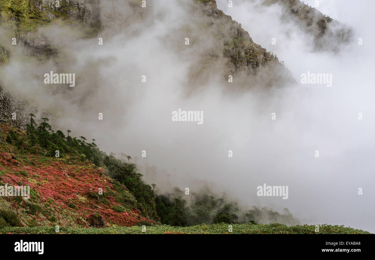 Alpine Pflanzen blühen entlang den Himalaya Berghängen in Wolken und Nebel eingehüllt in der Nähe von Sela Pass Stockfoto