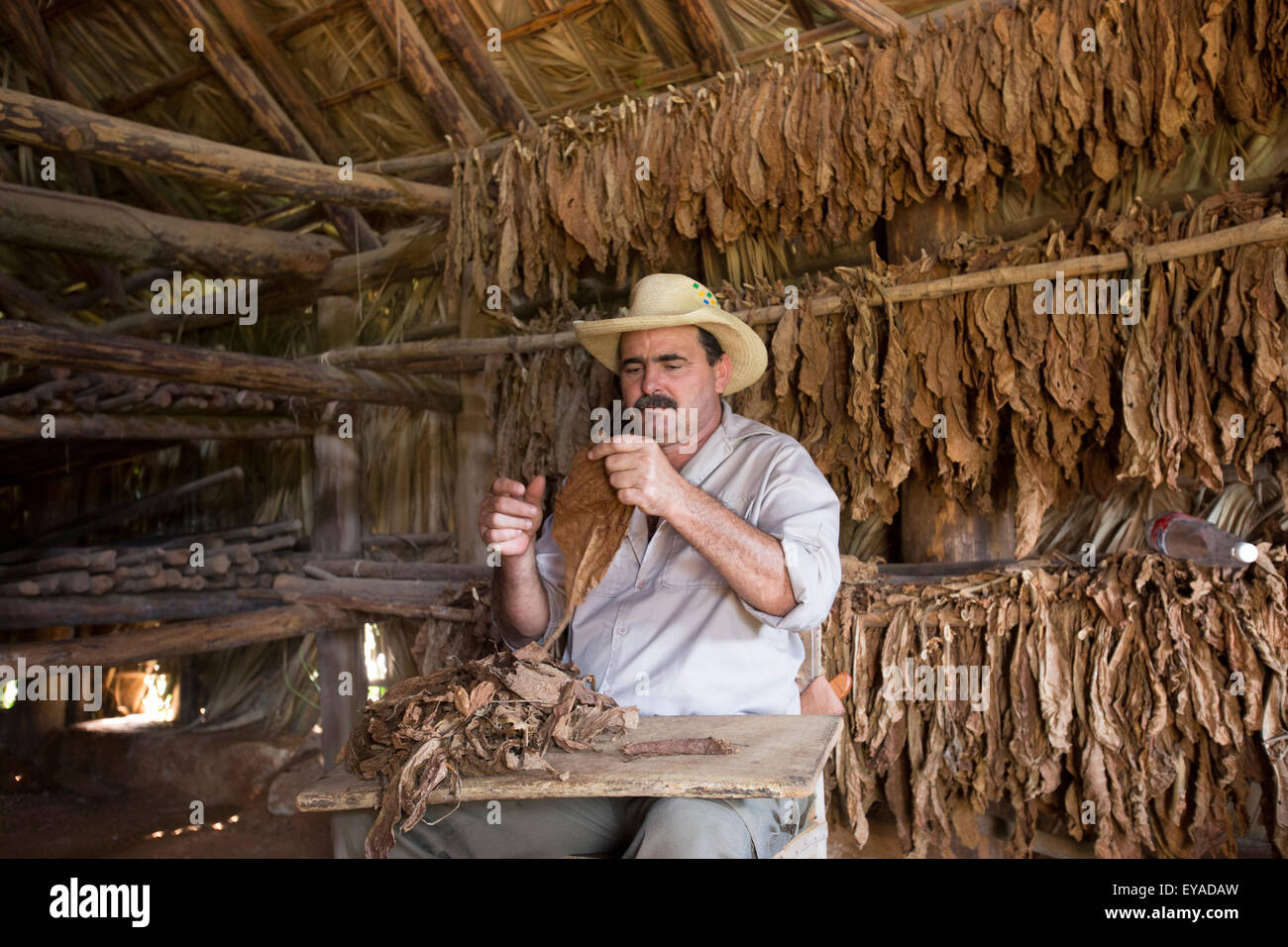 Zigarren herstellung -Fotos und -Bildmaterial in hoher Auflösung – Alamy