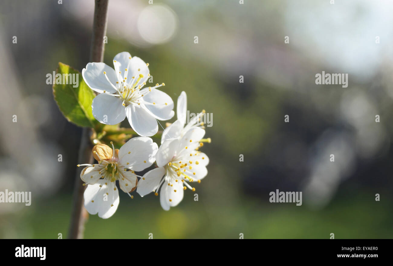 Spring Blossom zu Aple Bäume im Garten nach Regen Stockfoto