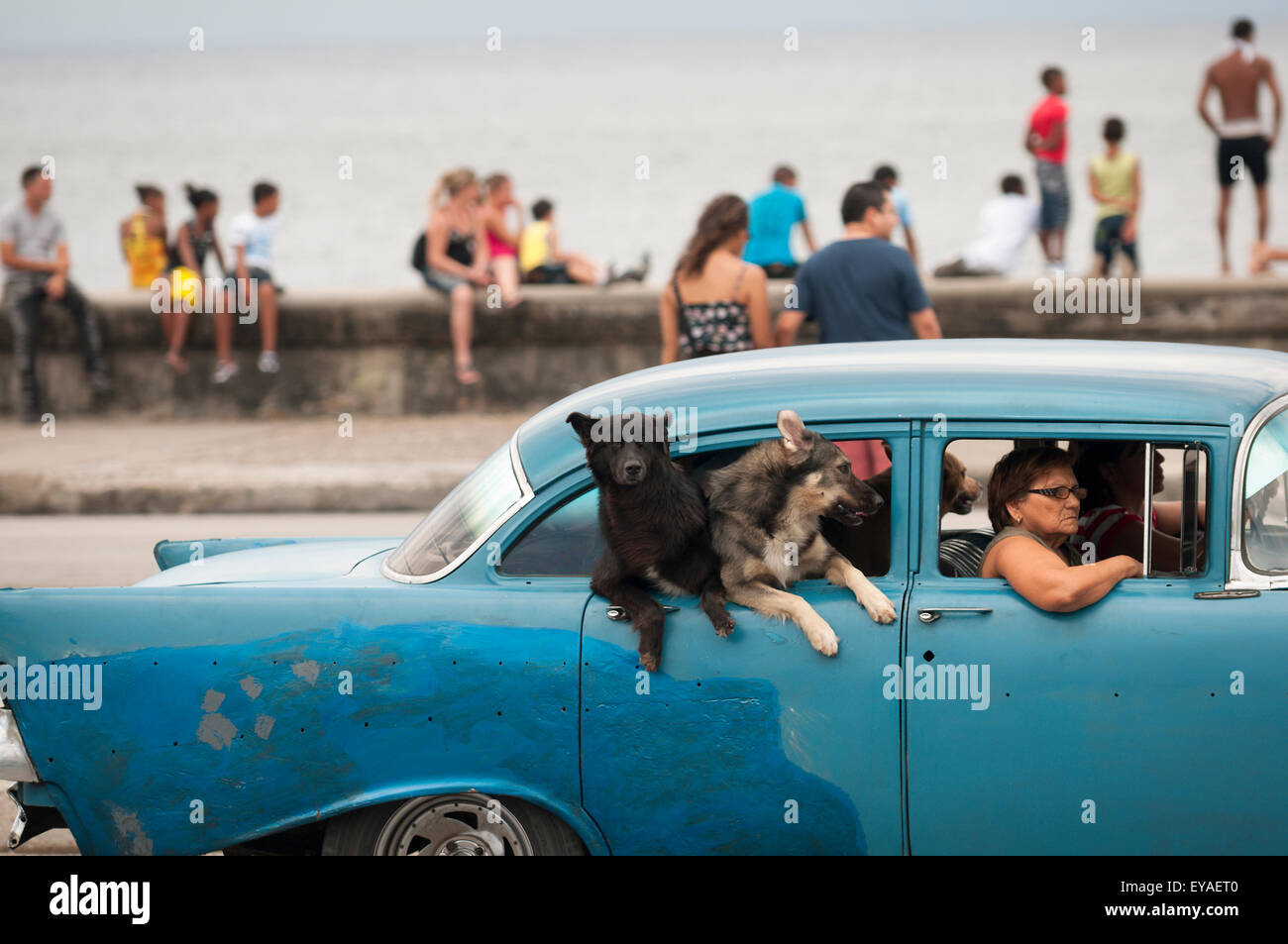 Havanna, Kuba - 18. Mai 2011: Blaue amerikanische Oldtimer mit Hunden aus dem Fenster hängen fährt neben Massen der Kubaner. Stockfoto