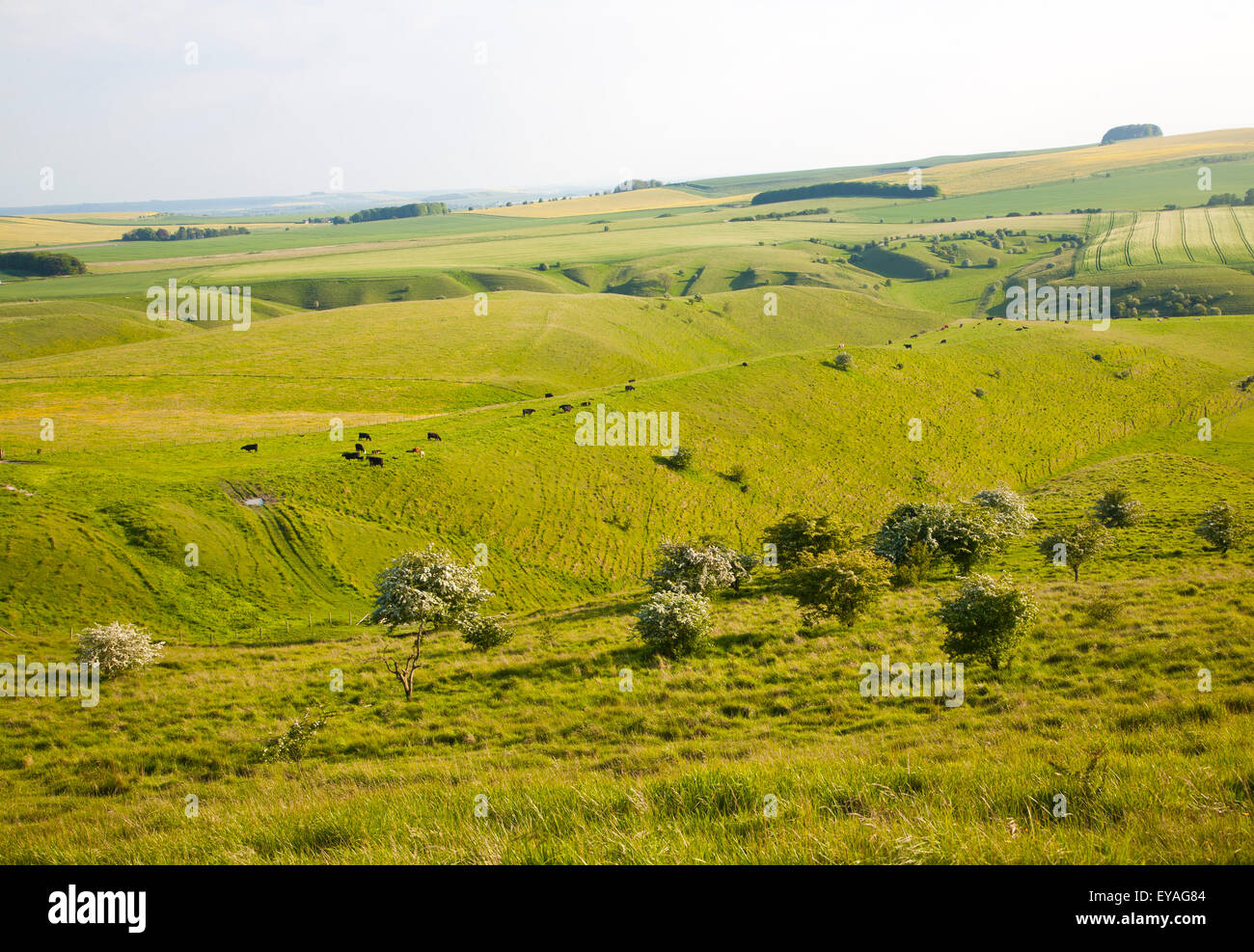 Sanfte Hügel und trockene Täler Hochland Kreide Landschaft, bilden Sie Cherhiil Down, Wiltshire, England, UK Stockfoto
