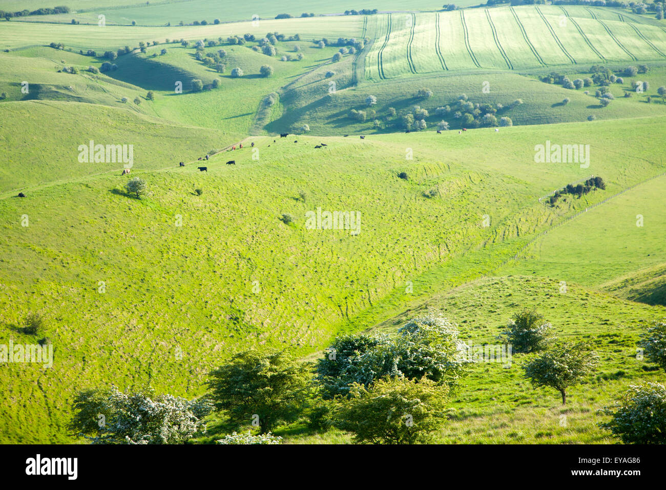 Sanfte Hügel und trockene Täler Hochland Kreide Landschaft, bilden Sie Cherhill Down, Wiltshire, England, UK Stockfoto
