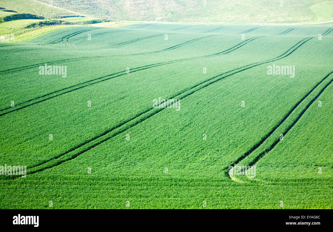 Kreide und Lehm Landschaft Cherhill, Wiltshire, England, Vereinigtes Königreich, Fahrzeug Muster in Kulturen am Fuß des Hangs Kreide Böschung Stockfoto