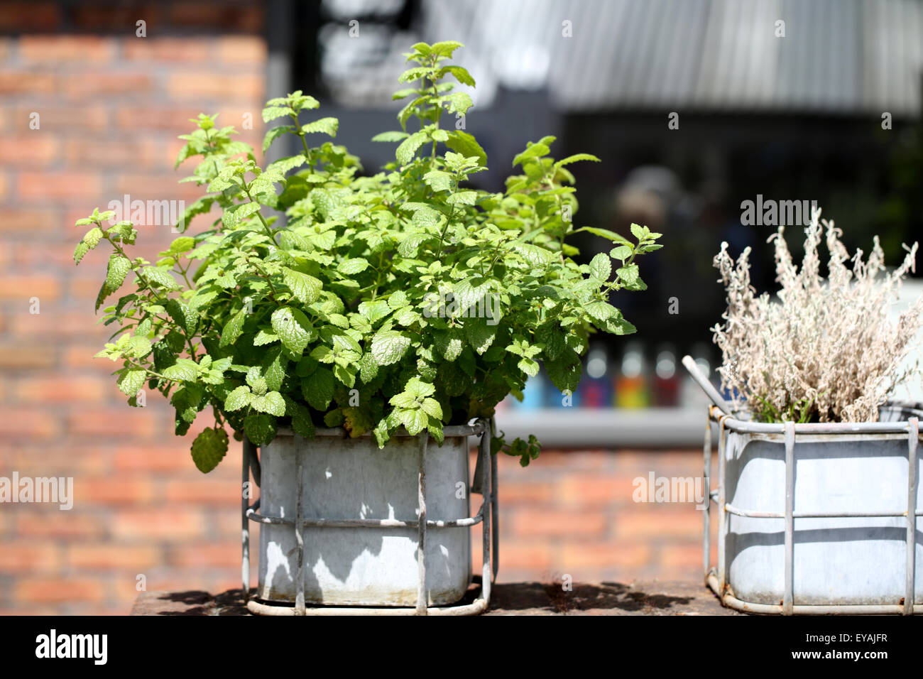 Ein Topfpflanzen Minze grasartige Pflanze, Melissa officinalis, in einem Metallbehälter auf einer Wand in der warmen Sommer Sonnenschein Stockfoto