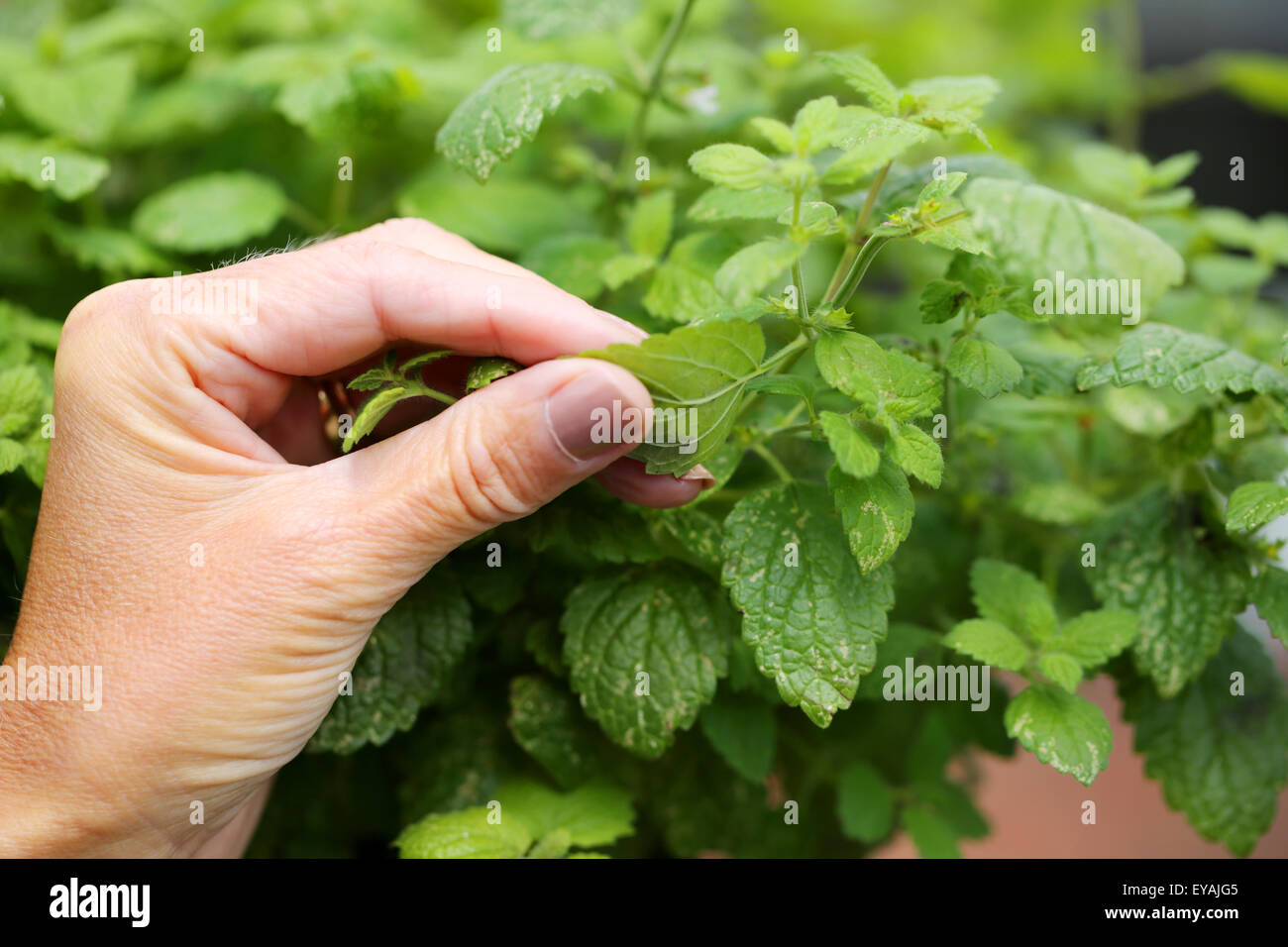 Eine heimische Zitronenmelisse Kraut Pflanze, Melissa officinalis, sanft zwischen zwei Fingern der zitronige Duft zu lösen, zerquetscht zu werden Stockfoto