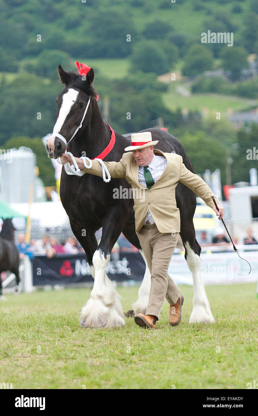 Llanelwedd, Powys, UK. 23. Juli 2015. Das Shire Horse-Event findet in der Main-Ring statt. Die Royal Welsh Show wird als der größte & renommiertesten Veranstaltung ihrer Art in Europa gefeiert. Mehr als 200.000 Besucher erwartet diese Woche über die viertägige Show Zeitraum - 2014 sahen 237.694 Besucher, 1.033 Alpakas & ein Datensatz 7.959 Vieh Aussteller. Die erste show jemals war bei Aberystwyth in 1904 und zog 442 Vieh Einträge. Bildnachweis: Graham M. Lawrence/Alamy Live-Nachrichten. Stockfoto