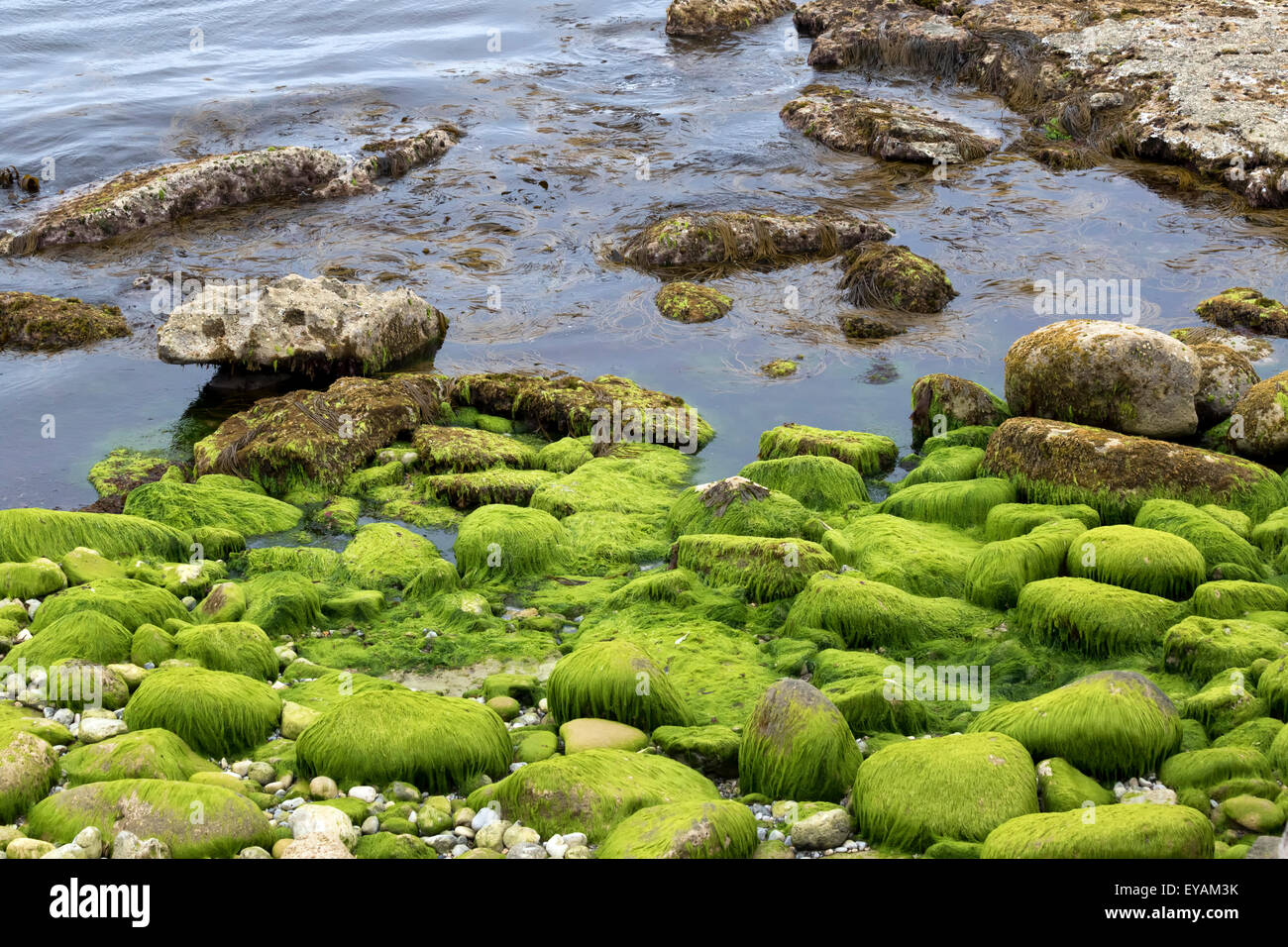 Dichte grüne und braune Algen auf Küstenfelsen Stockfoto