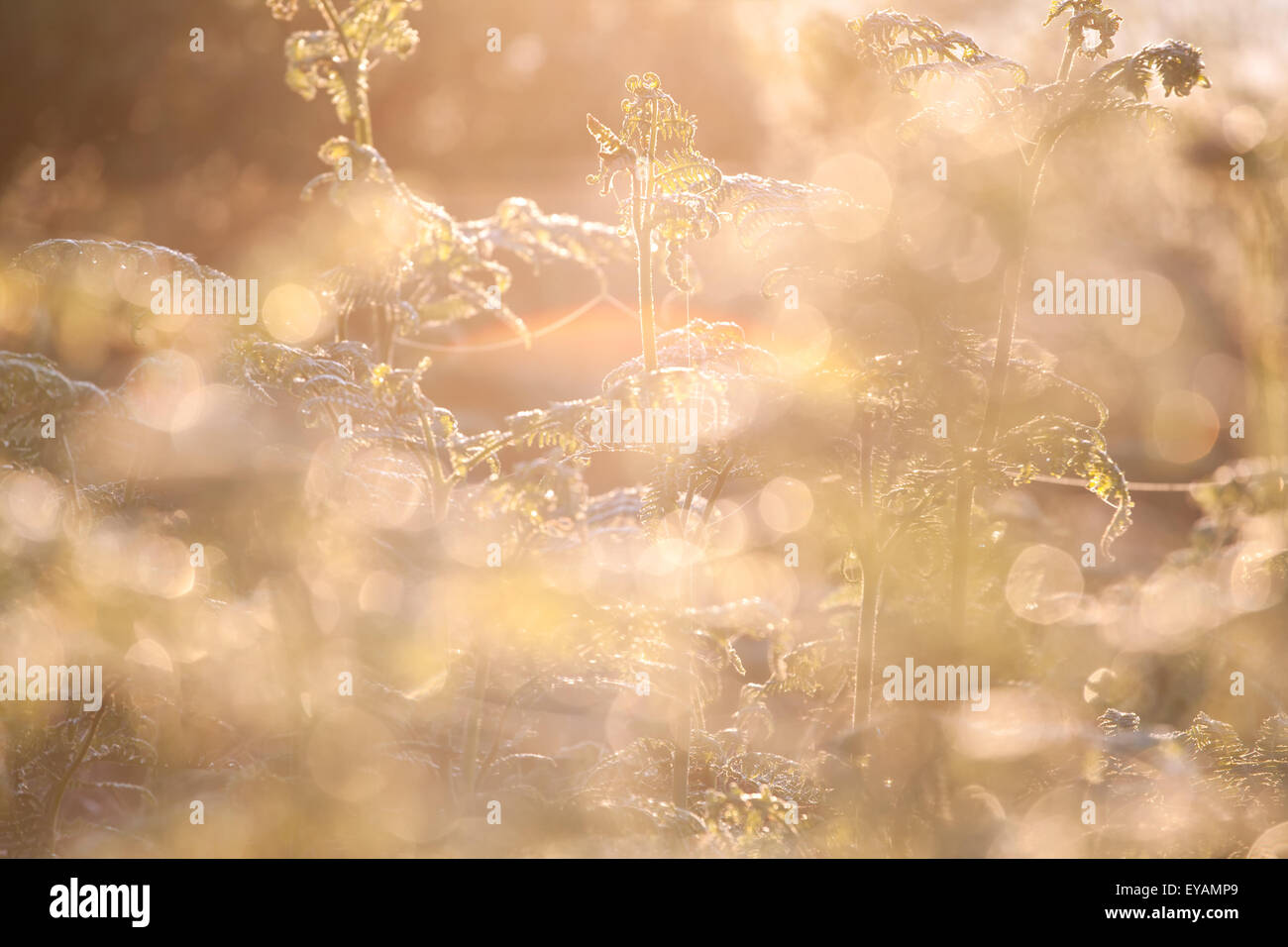 Farn-Pflanzen im Sonnenaufgang Licht im Sommer Stockfoto