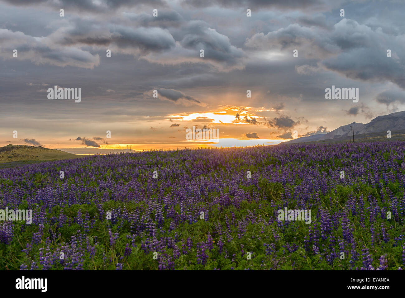 National Flower Of Greenland Fotos Und Bildmaterial In Hoher Aufl sung Alamy