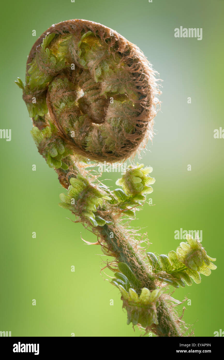 Farn Wedel unfurling im Frühjahr Stockfoto