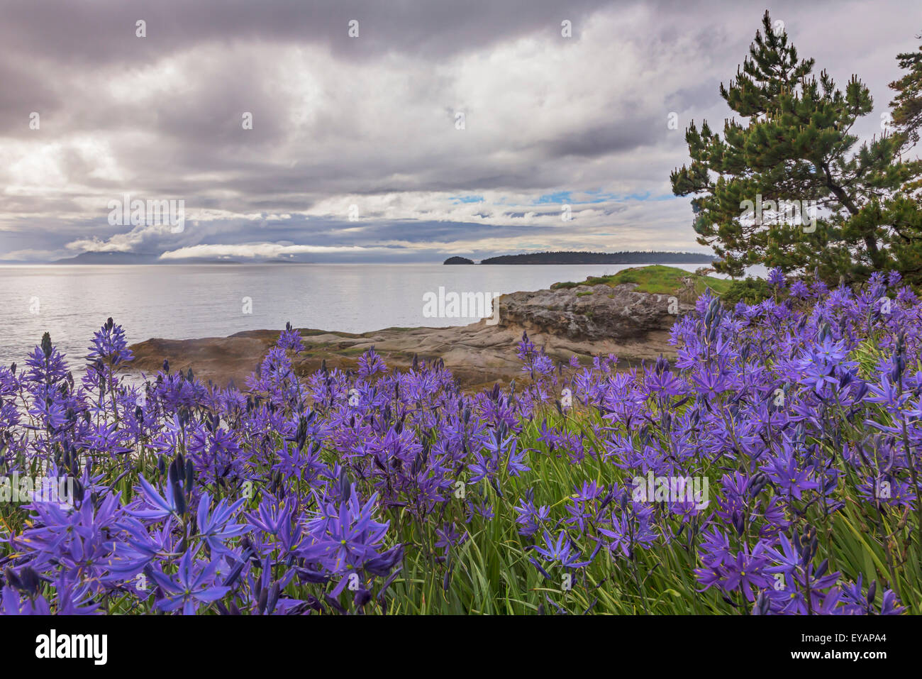 Camas Blüten, Washington, San Juan Islands, Sucia Insel Stockfoto
