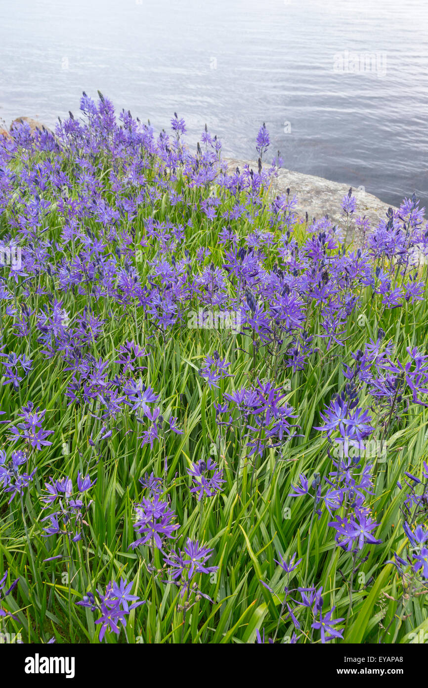 Camas Blüten, Sucia Island, San Juan Islands, Washington Stockfoto