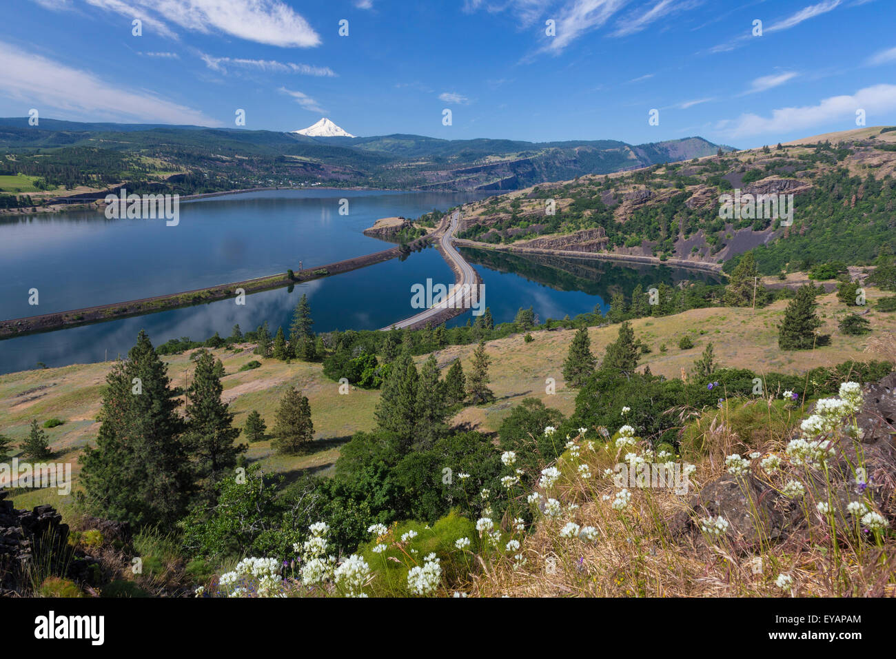 Mit Blick auf Rowland See, den Columbia River und Mount Hood aus der Gegend von Catherine Creek, Washington.  Hyazinthe Cluster Lily Stockfoto
