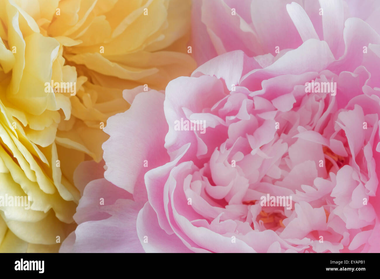 Pfingstrose und Rose Stockfoto