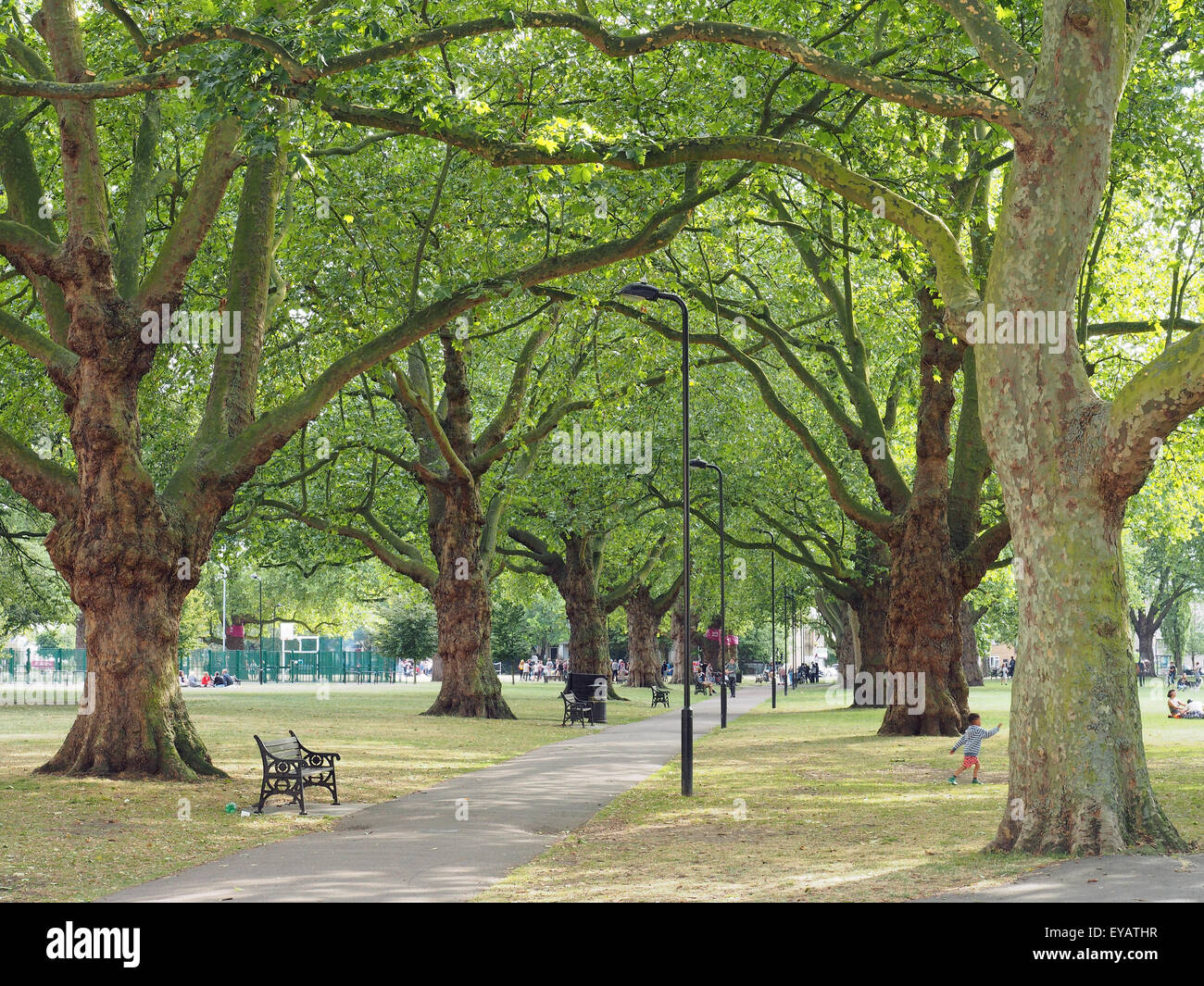 Blick auf einen Baum gesäumten Weg durch den Park in London Fields Stockfoto