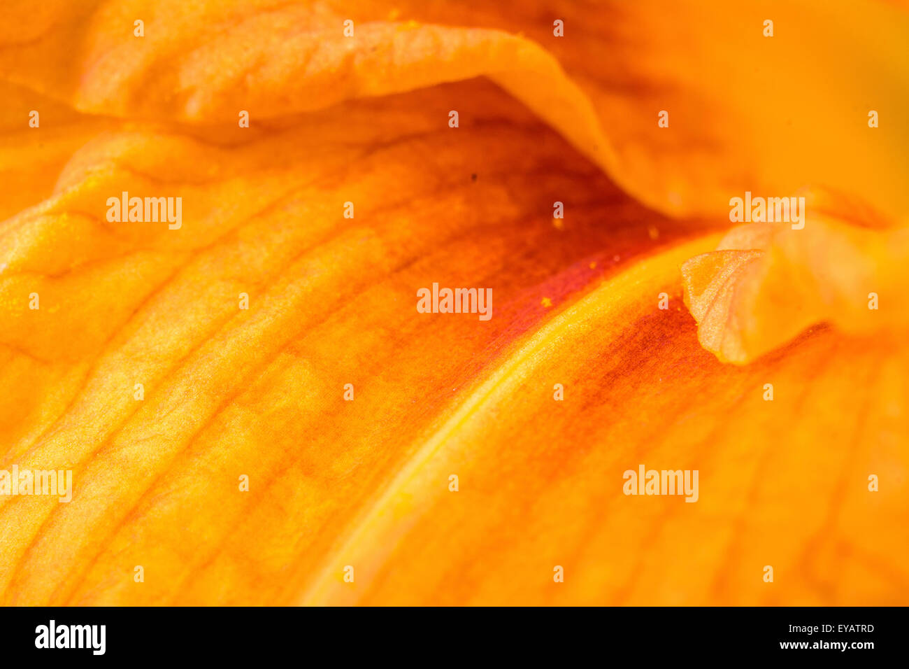 Orange Lilly farbenfrohen abstrakten Hintergrund mit detaillierten Stempel Stockfoto