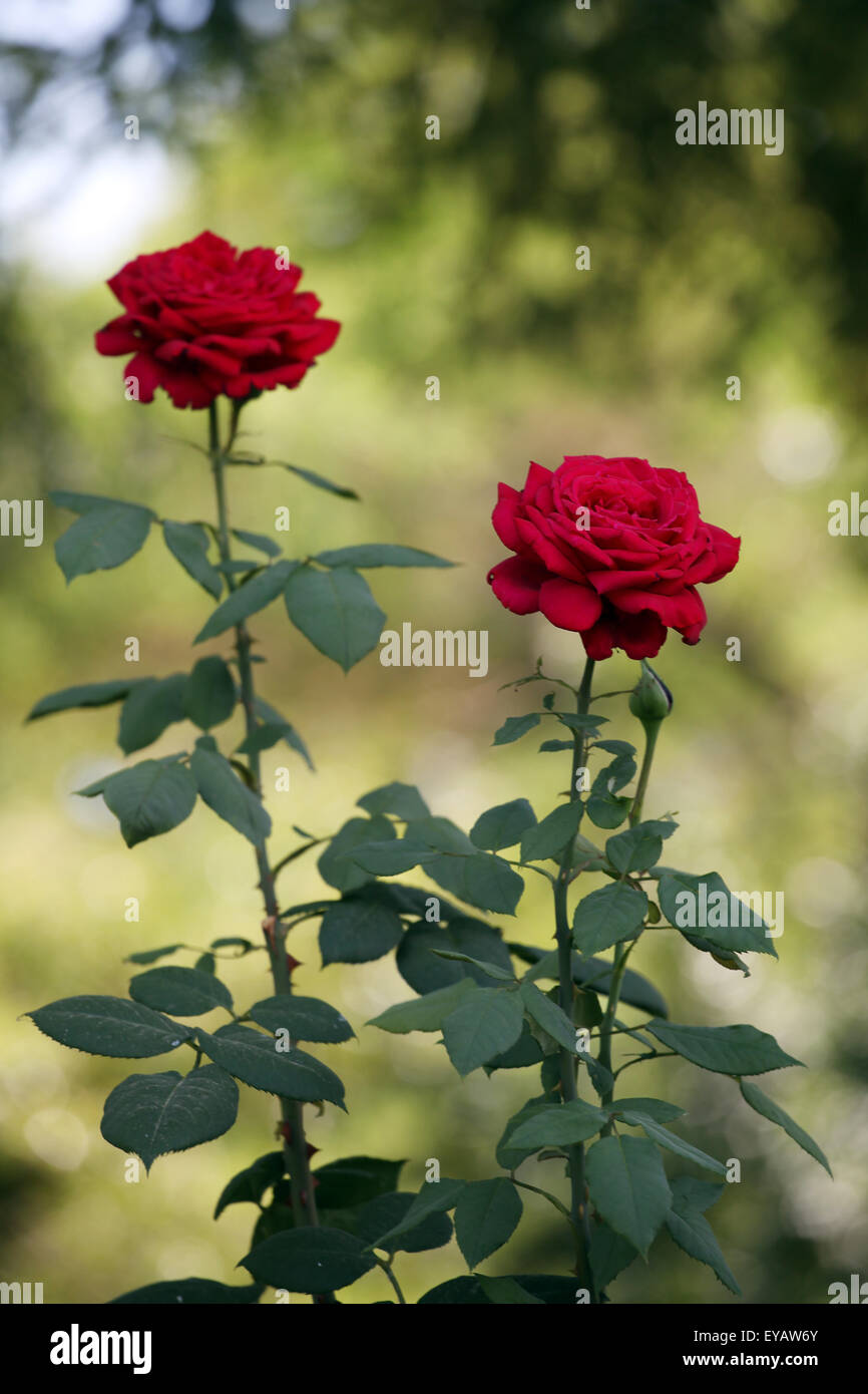 Zwei langstielige Rosen im Garten. Sie einfach lieben Stockfotografie