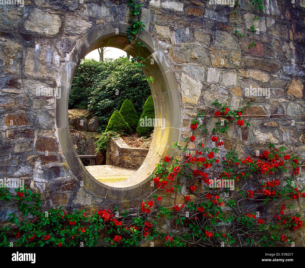 Mount Congreve Gardens, Co Waterford, Irland; Chaenomeles von einem Mond-Fenster Stockfoto
