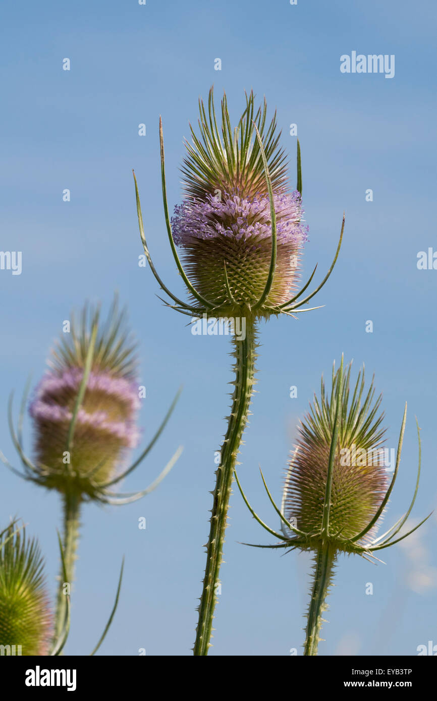 Kopf und Blumen von Dipsacus fullonum Stockfoto