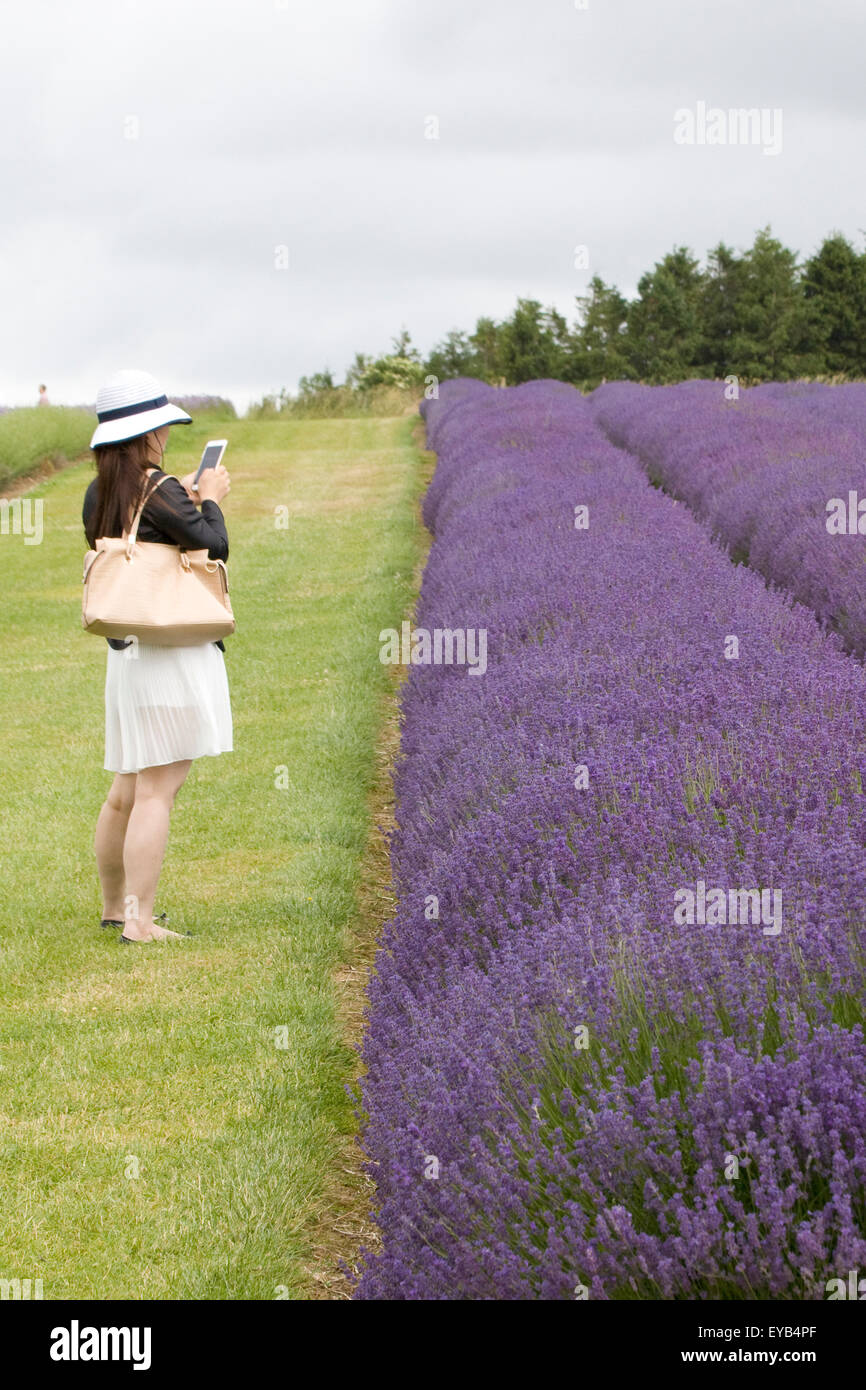 Asiatische Touristen fotografieren, wie sie durch die Reihen der Lavendel an Snowshill Bauernhof Gloucestershire in England Fuß ist Stockfoto