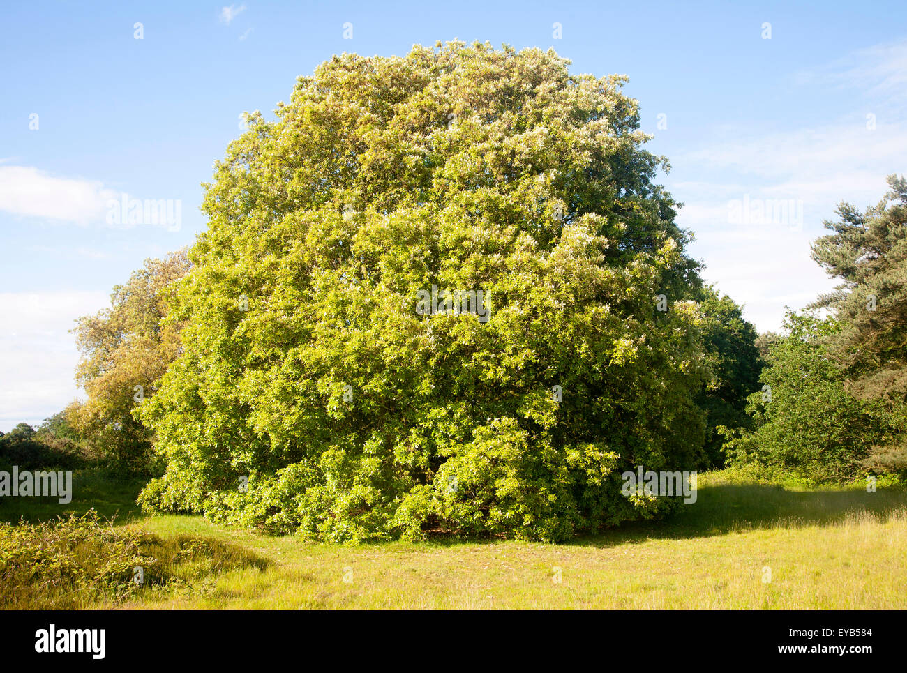 Holm Eiche, Quercus Ilex, wachsen auf Heide Shottisham, Suffolk, England, UK Stockfoto