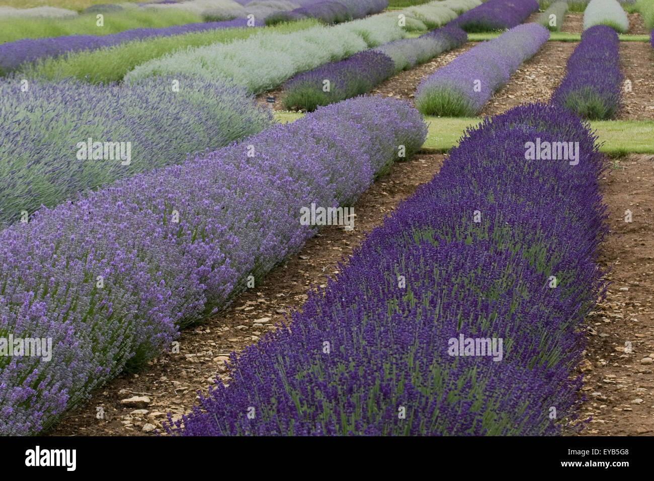 Reihen von Lavendel am Snowshill Bauernhof Gloucestershire, England Stockfoto