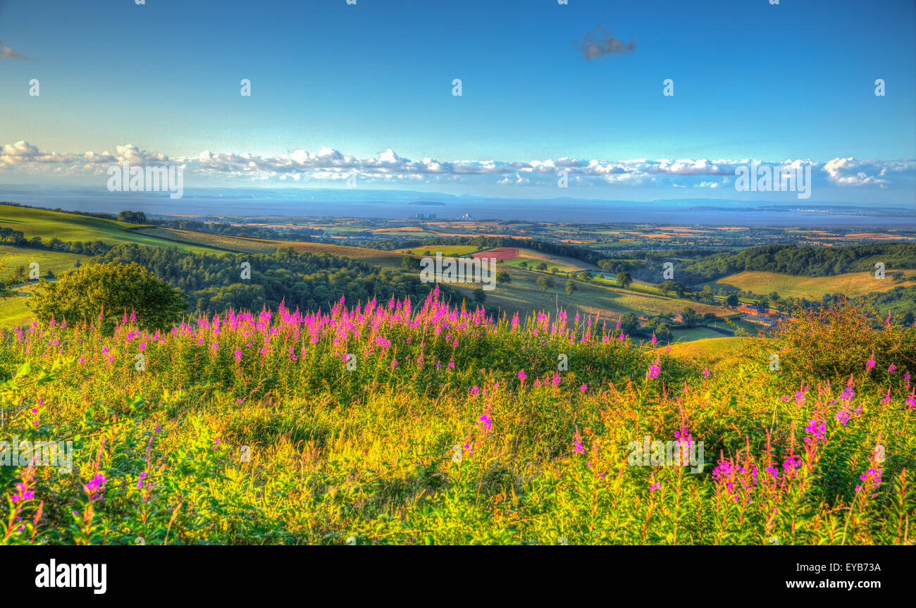 Das Somerset Landschaft Quantock Hills England UK in Richtung Hinkley Point- and -Kanal von Bristol in HDR mit rosa Blüten Stockfoto