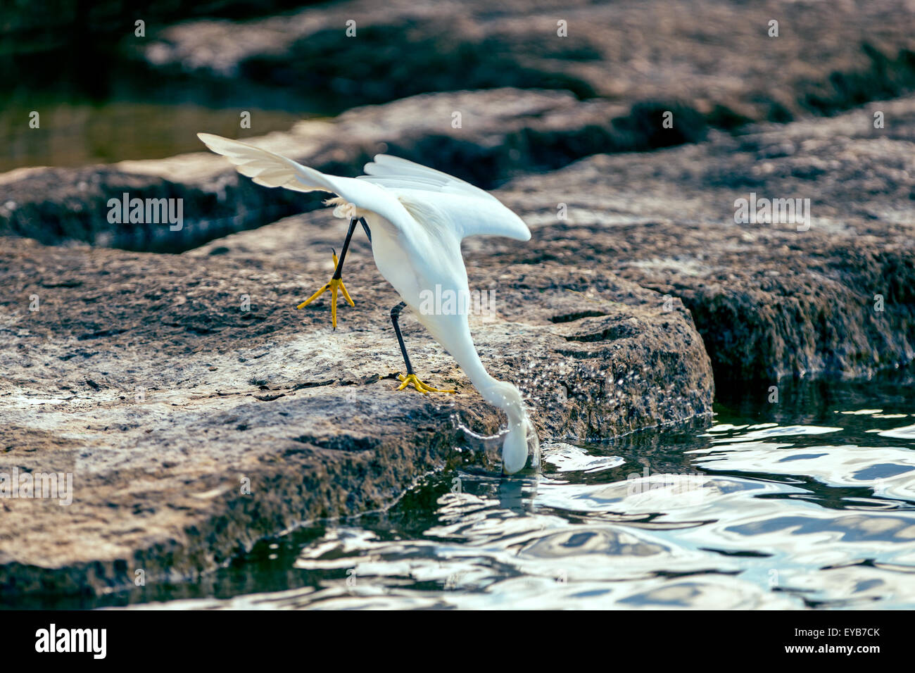 Snowy Egret stechen für Fische Stockfoto