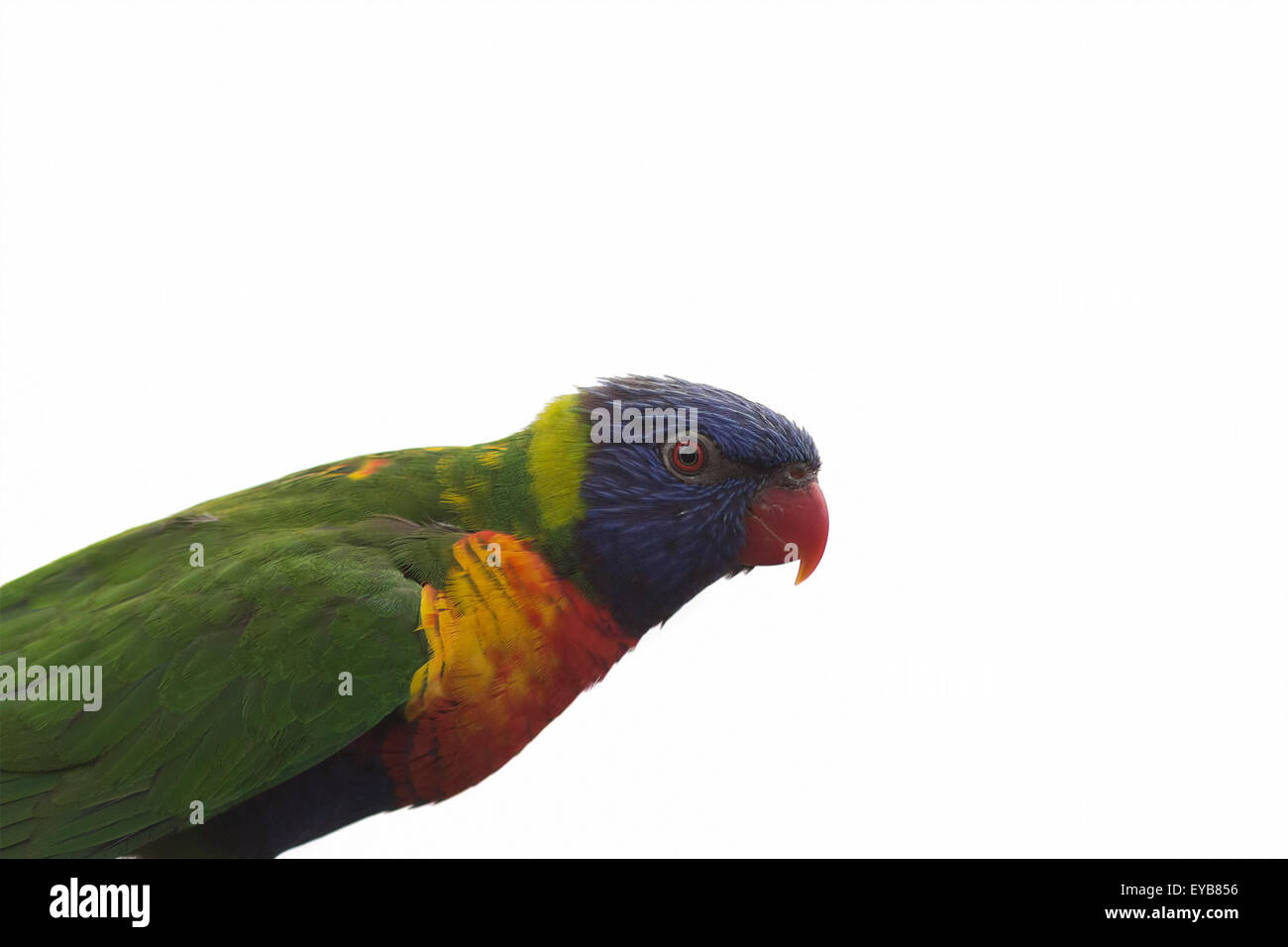 Porträt der bunte Papagei, Lori, Trichoglossus Haematodus Moluccanus, isoliert auf weiss. Stockfoto