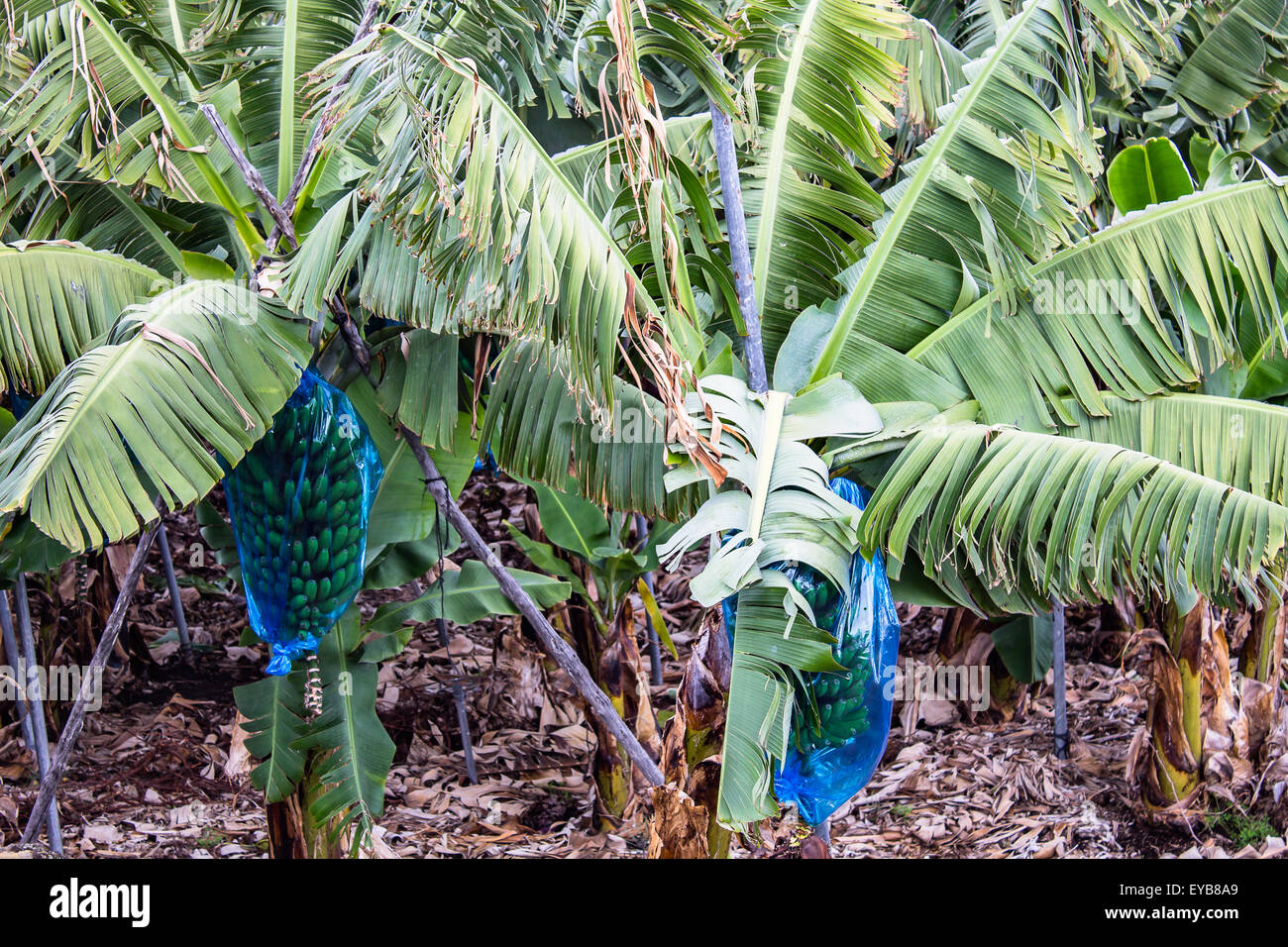 Diese blaue Säcke sollen frische Bananen vor Schädlingen und Witterungseinflüssen zu schützen. Stockfoto