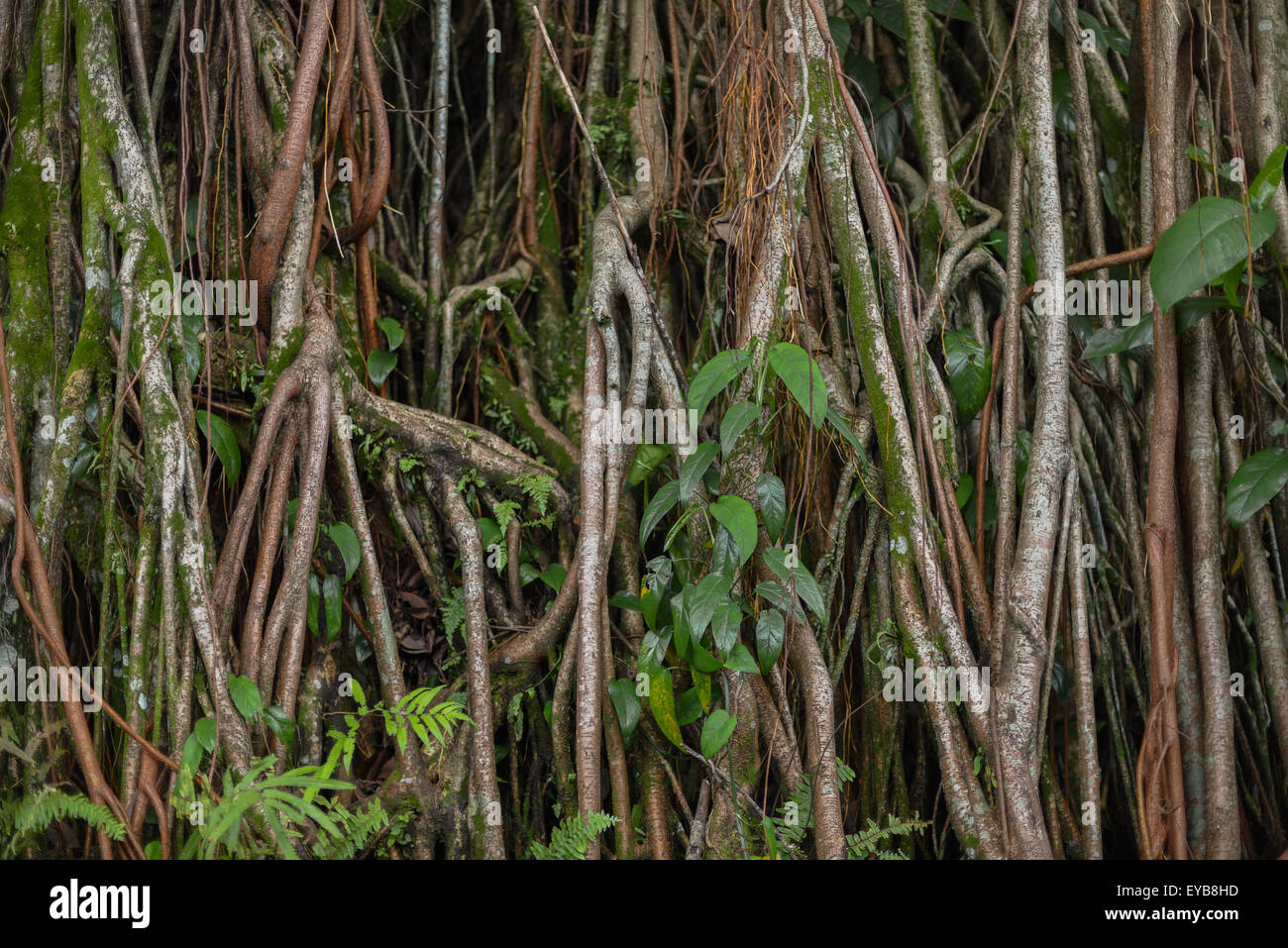 Riesige Wurzeln von Pandanus-Bäume. Stockfoto